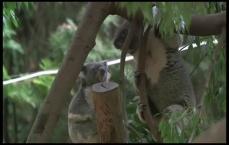 Koalas fighting at the zoo