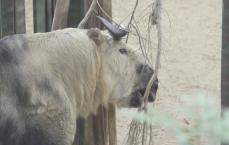 Takin Eating 