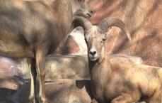 Desert Bighorn Sheep being affectionate