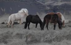 Wild Icelandic Horses eating