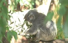 Koala Eating