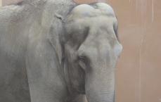 Elephant Flapping Ears