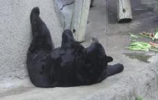 American Black Bear
