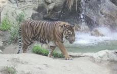 Tiger in slow motion