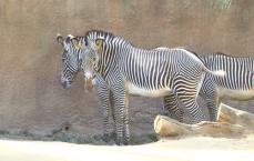 Zebras Eating