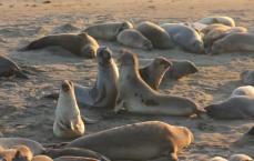 Elephant Seals
