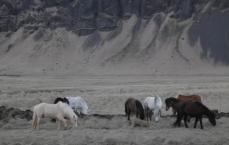 Wild Icelandic Horses